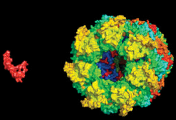 Image: A permissive captor A computer rendering depicts a GroEL protein hunting down an Aβ protein. Four complementary styles of nuclear magnetic resonance spectroscopy contributed to an understanding of the protein-to-protein interaction (Photo courtesy of Fawzi lab at Brown University). 